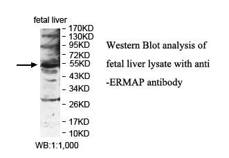 ERMAP Antibody