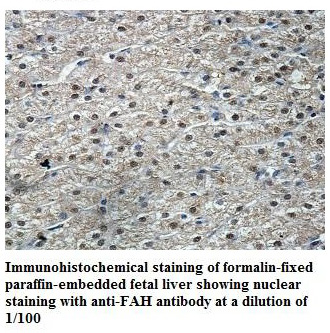 FAH Antibody