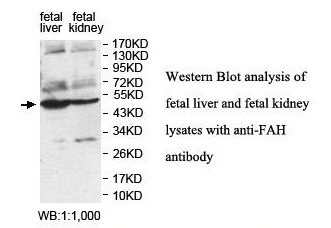 FAH Antibody