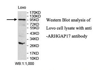 ARHGAP17 Antibody