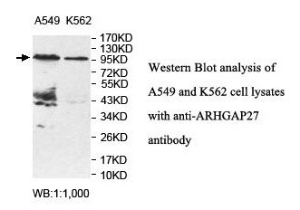 ARHGAP27 Antibody