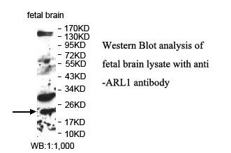 ARL1 Antibody