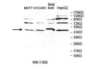 POLDIP2 Antibody