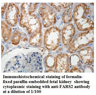 FARS2 Antibody