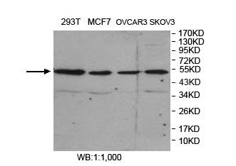 FARS2 Antibody