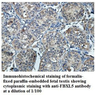 FBXL5 Antibody