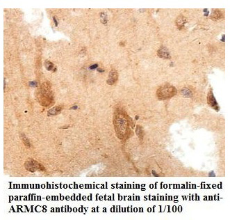 ARMC8 Antibody