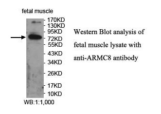 ARMC8 Antibody