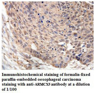 ARMCX5 Antibody