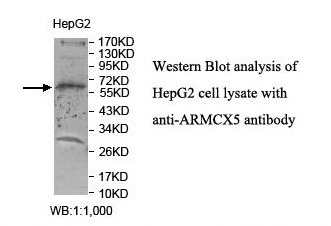 ARMCX5 Antibody