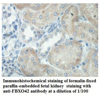 FBXO42 Antibody