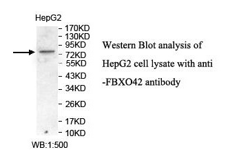 FBXO42 Antibody