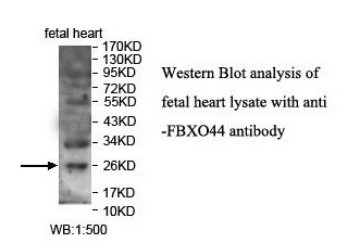 FBXO44 Antibody