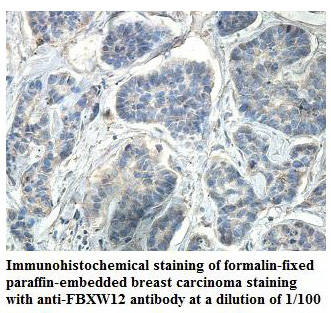 FBXW12 Antibody