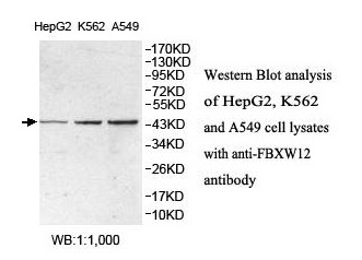 FBXW12 Antibody