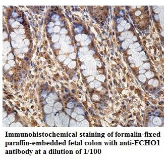 FCHO1 Antibody