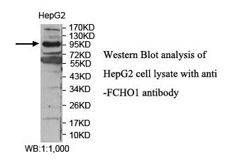 FCHO1 Antibody