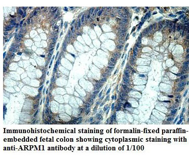 ARPM1 Antibody