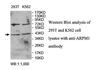 ARPM1 Antibody