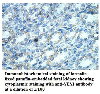 YES1 Antibody