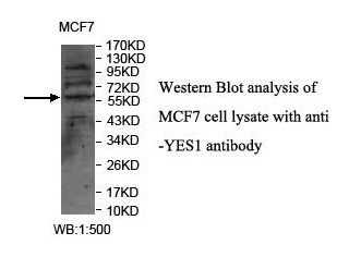 YES1 Antibody