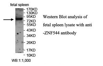 ZNF544 Antibody