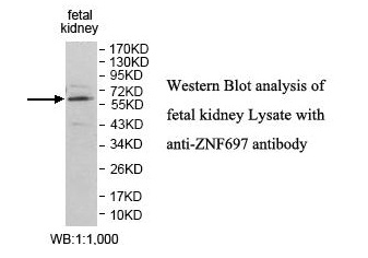 ZNF697 Antibody