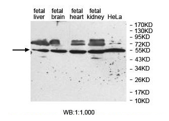 ZNF774 Antibody