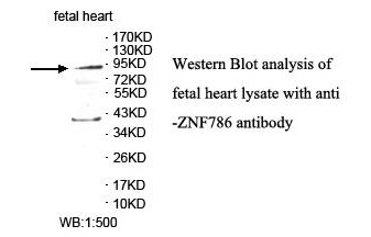 ZNF786 Antibody