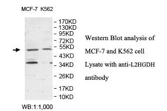 L2HGDH Antibody