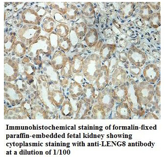 LENG8 Antibody