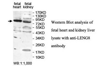 LENG8 Antibody