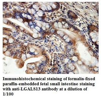 LGALS13 Antibody