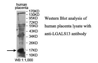 LGALS13 Antibody