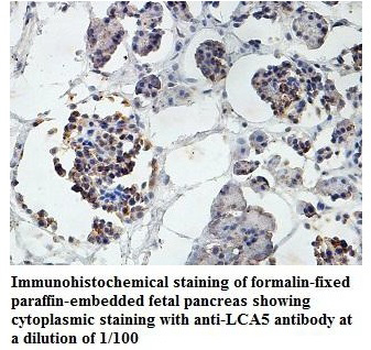 LCA5 Antibody