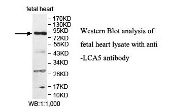 LCA5 Antibody