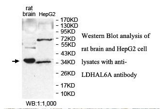 LDHAL6A Antibody