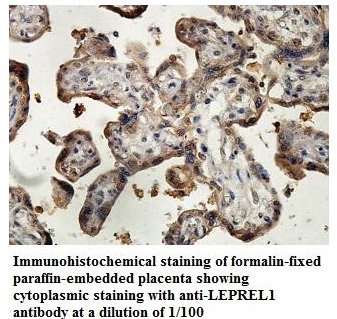 LEPREL1 Antibody