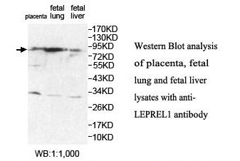 LEPREL1 Antibody