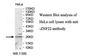 ZNF22 Antibody