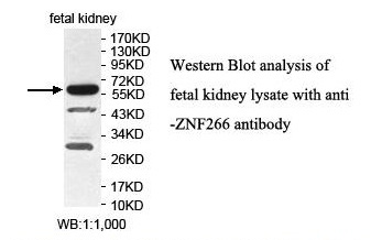 ZNF266 Antibody