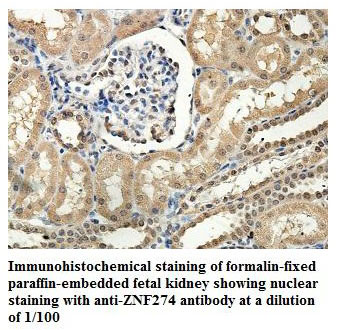 ZNF274 Antibody