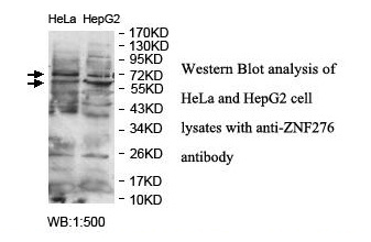 ZNF276 Antibody