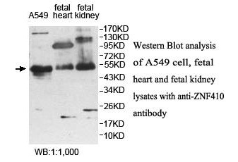 ZNF410 Antibody