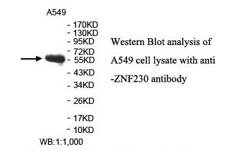 ZNF230 Antibody