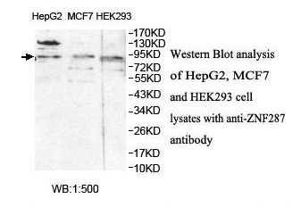 ZNF287 Antibody