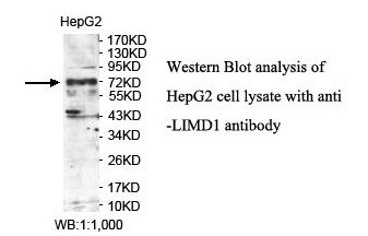 LIMD1 Antibody