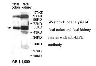 LIPH Antibody