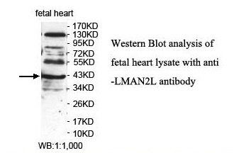 LMAN2L Antibody