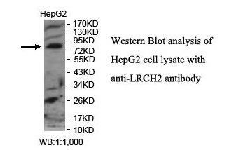 LRCH2 Antibody